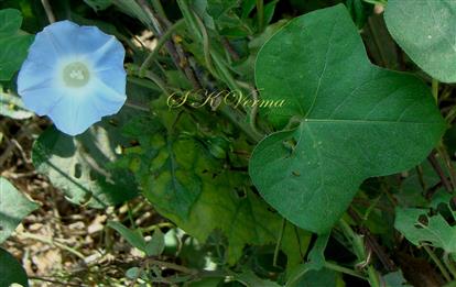  Flowering Shoot (leaf of adaxial view)